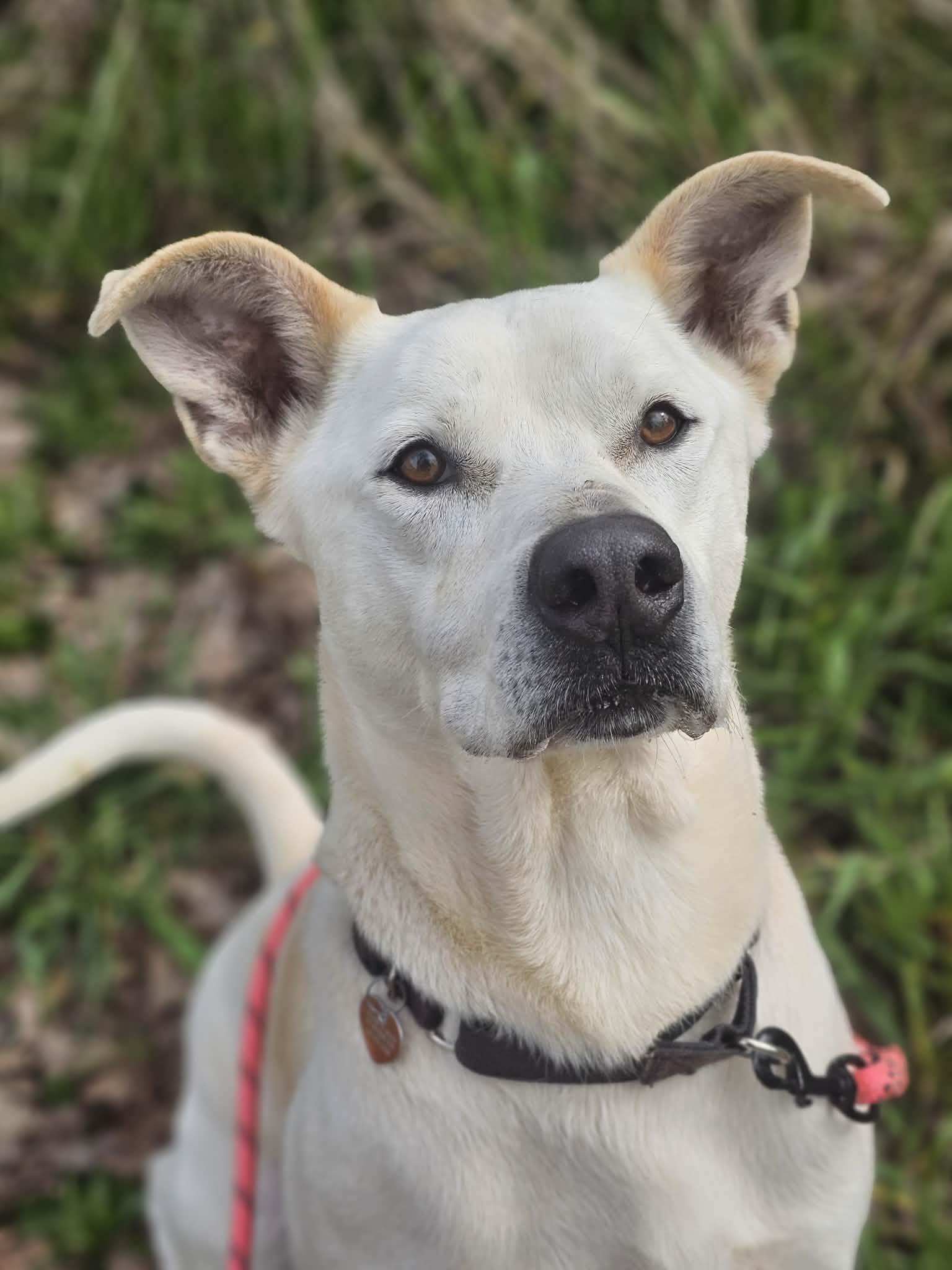 Enlarge Murdock, a ADOPTABLE mixed breed in Grants Pass, OR image 1/3