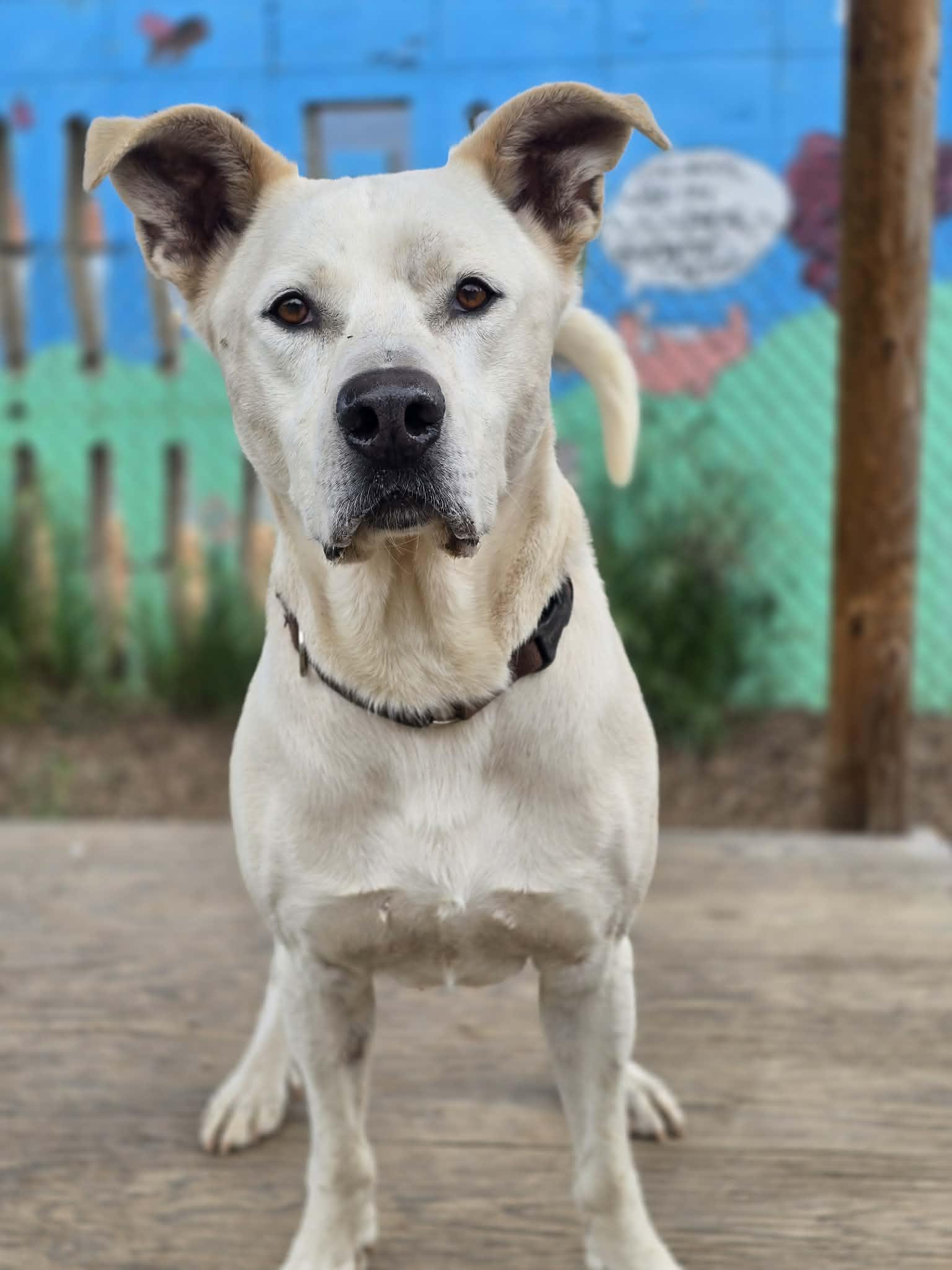 Murdock, a ADOPTABLE mixed breed in Grants Pass, OR image 3/6