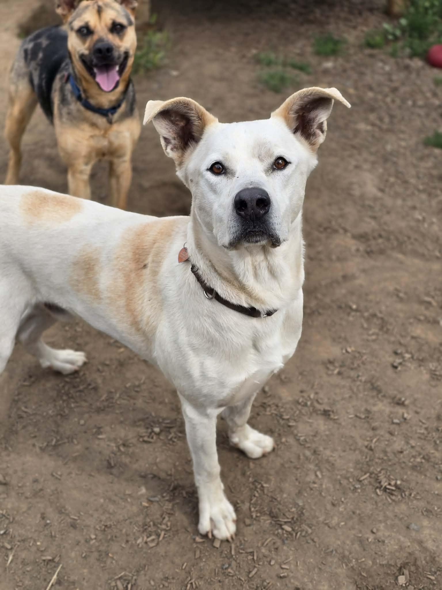 Murdock, ADOPTABLE, Adult Male Labrador Retriever.