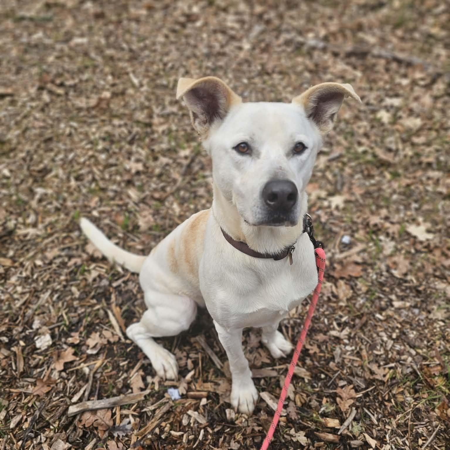 Enlarge Murdock, a ADOPTABLE mixed breed in Grants Pass, OR image 2/3