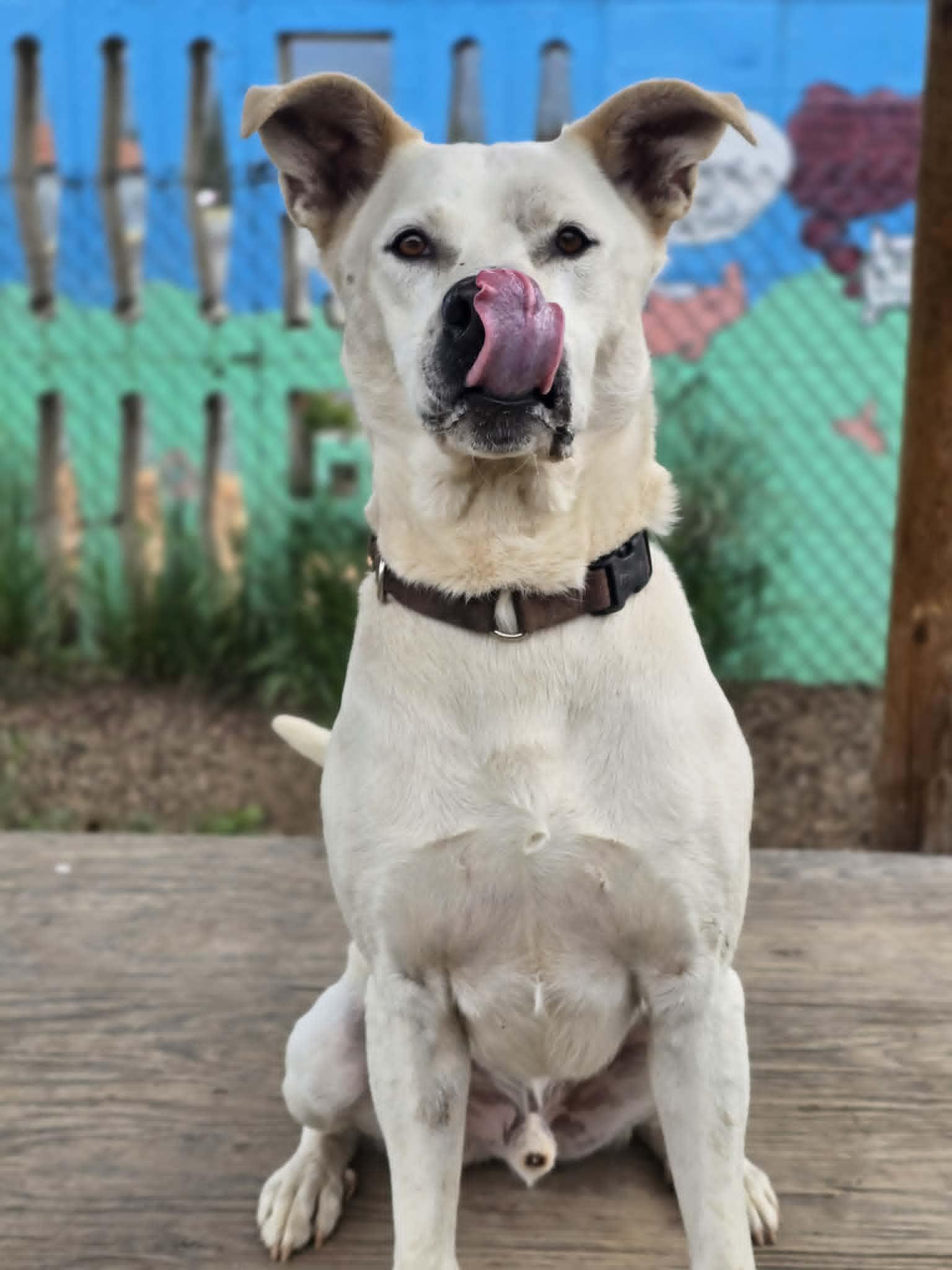 Murdock, a ADOPTABLE mixed breed in Grants Pass, OR image 5/6