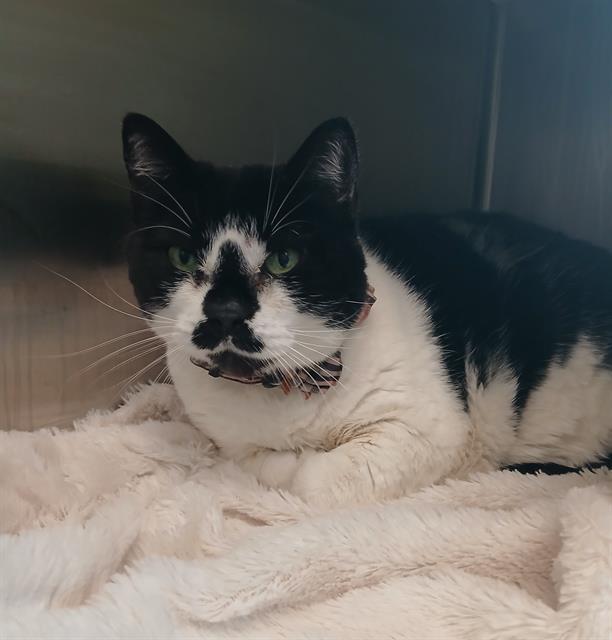 O'REILLY, Adoptable, Adult Female Domestic Short Hair.