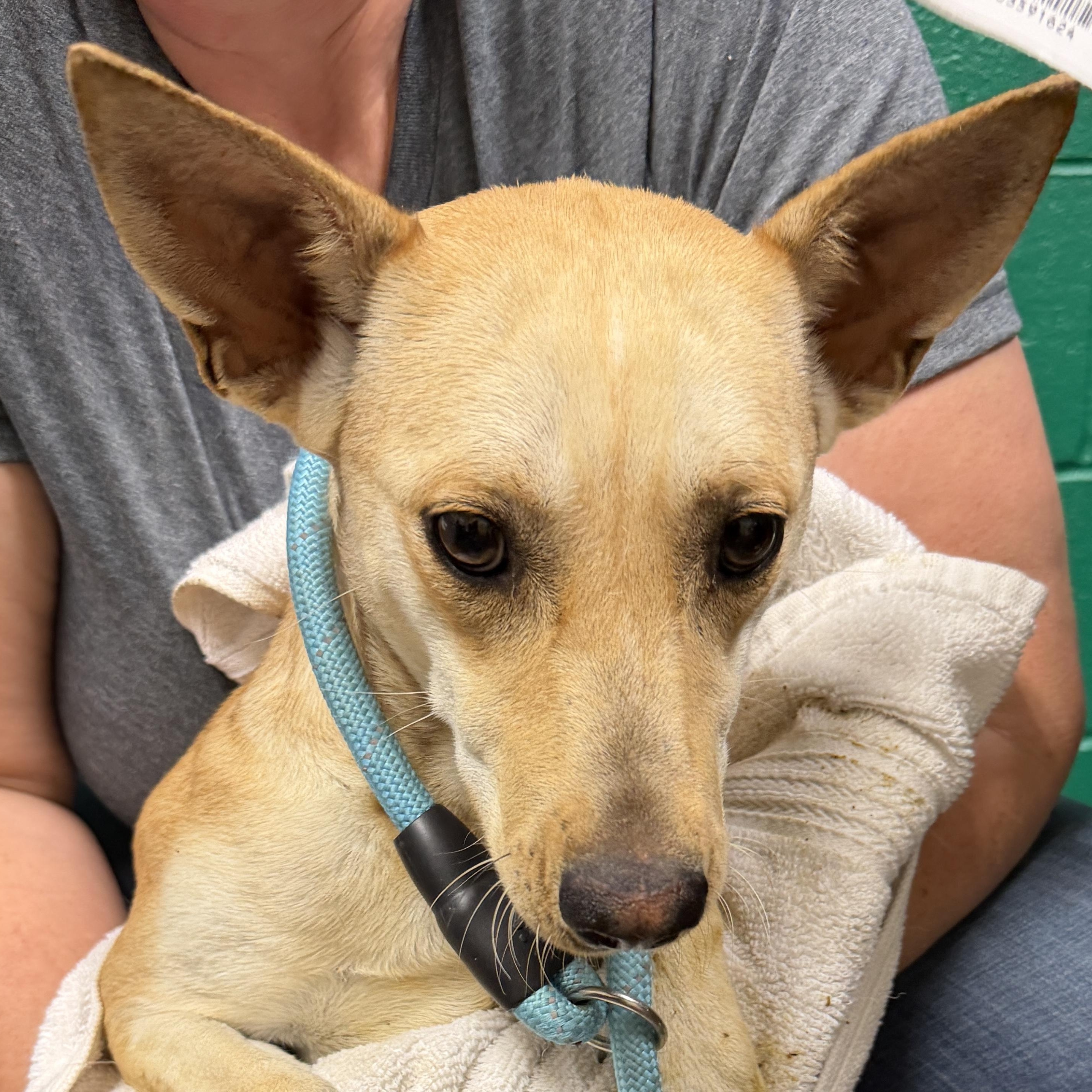 Enlarge Cora, a ADOPTABLE mixed breed in Blue Springs, MO image 1/1