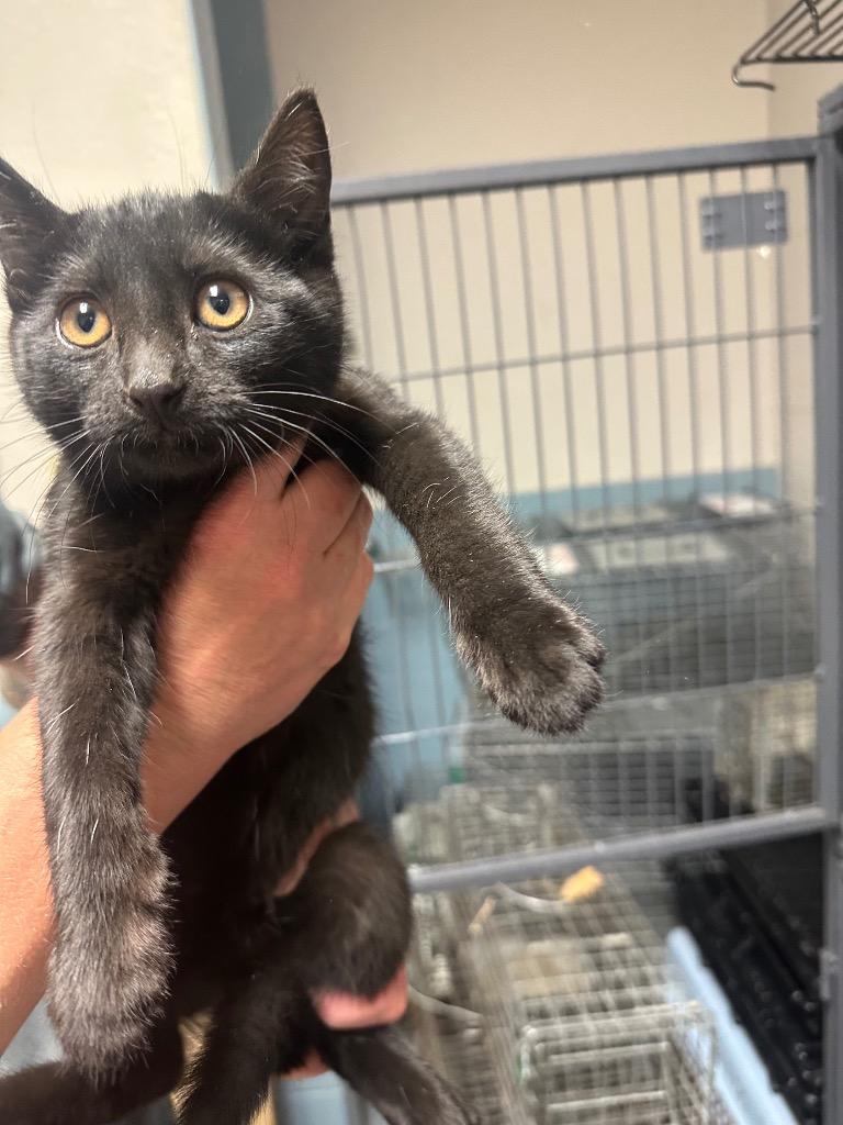 Laa-Laa, Adoptable, Kitten Female Domestic Short Hair.
