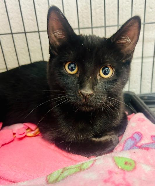 Enlarge Laa-Laa, a Adoptable mixed breed in Rock Springs, WY image 2/2