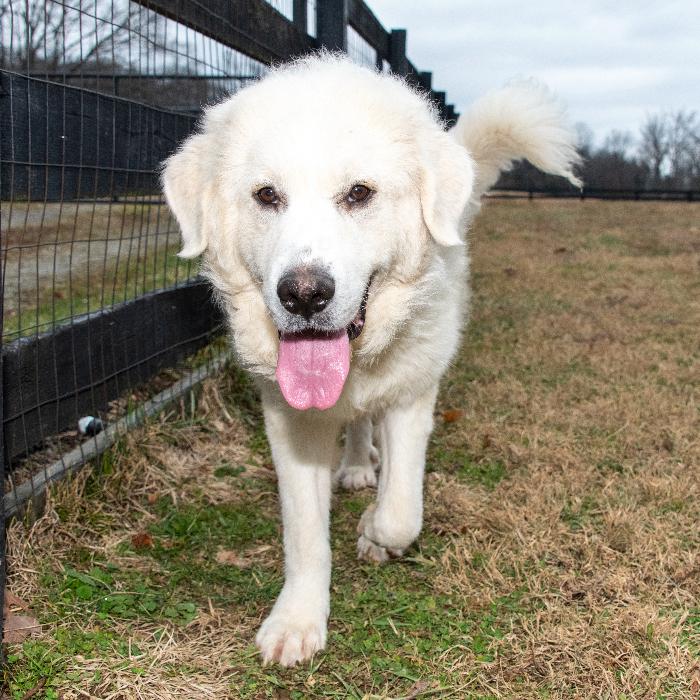 Ethel #7381, Adoptable, Puppy Female Great Pyrenees.