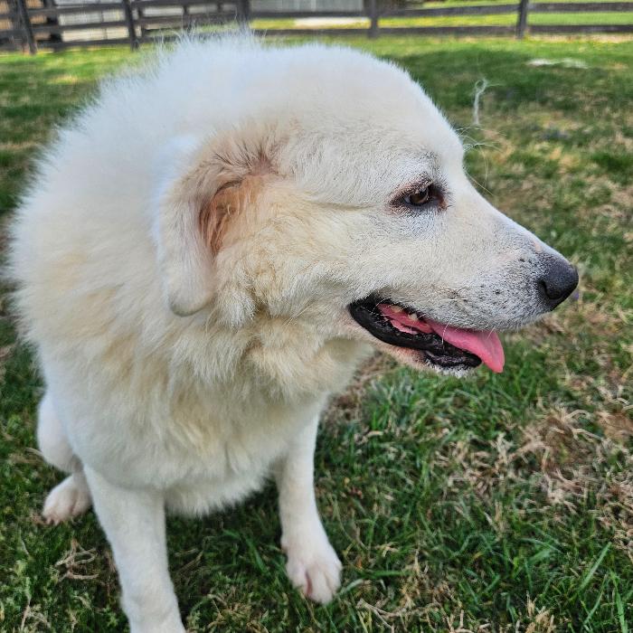 Enlarge Ethel #7381, a Adoptable Great Pyrenees in Louisville, KY image 2/6