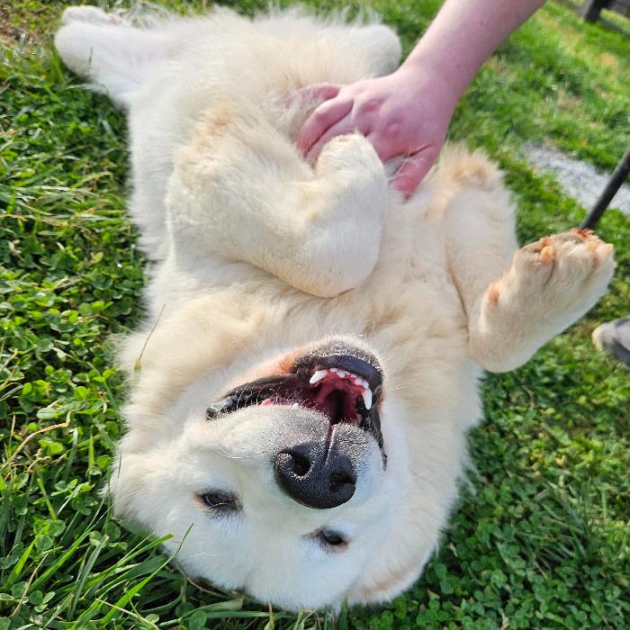 Enlarge Ethel #7381, a Adoptable Great Pyrenees in Louisville, KY image 3/6
