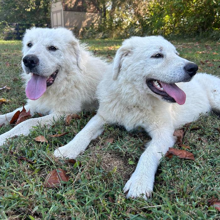 Ethel #7381, Adoptable, Puppy Female Great Pyrenees.