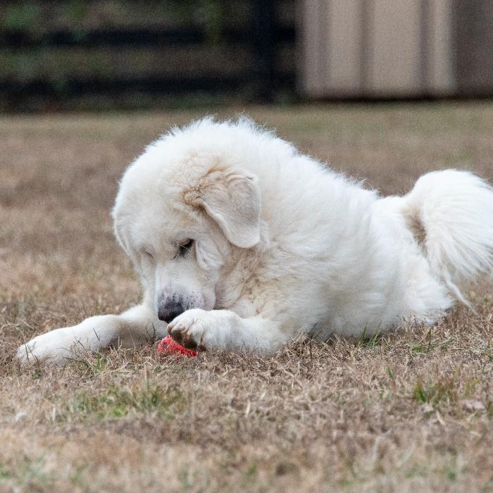 Enlarge Ethel #7381, a Adoptable Great Pyrenees in Louisville, KY image 2/6