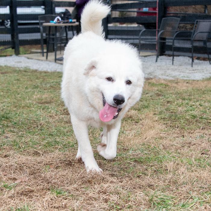 Enlarge Ethel #7381, a Adoptable Great Pyrenees in Louisville, KY image 3/6