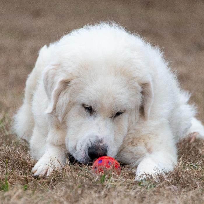 Enlarge Ethel #7381, a Adoptable Great Pyrenees in Louisville, KY image 4/6