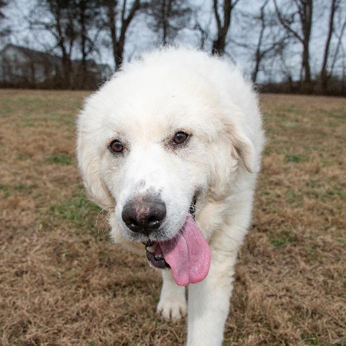 Enlarge Ethel #7381, a Adoptable Great Pyrenees in Louisville, KY image 5/6