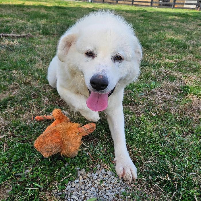 Enlarge Ethel #7381, a Adoptable Great Pyrenees in Louisville, KY image 5/6