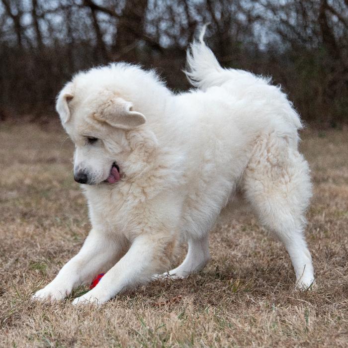 Enlarge Ethel #7381, a Adoptable Great Pyrenees in Louisville, KY image 6/6