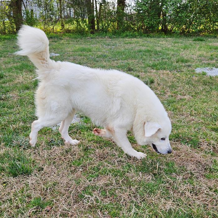 Enlarge Ethel #7381, a Adoptable Great Pyrenees in Louisville, KY image 6/6