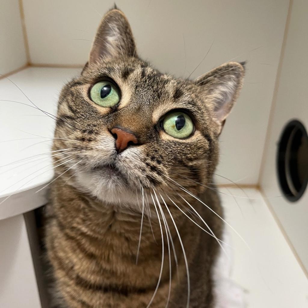 Bella, Adoptable, Senior Female Domestic Short Hair.