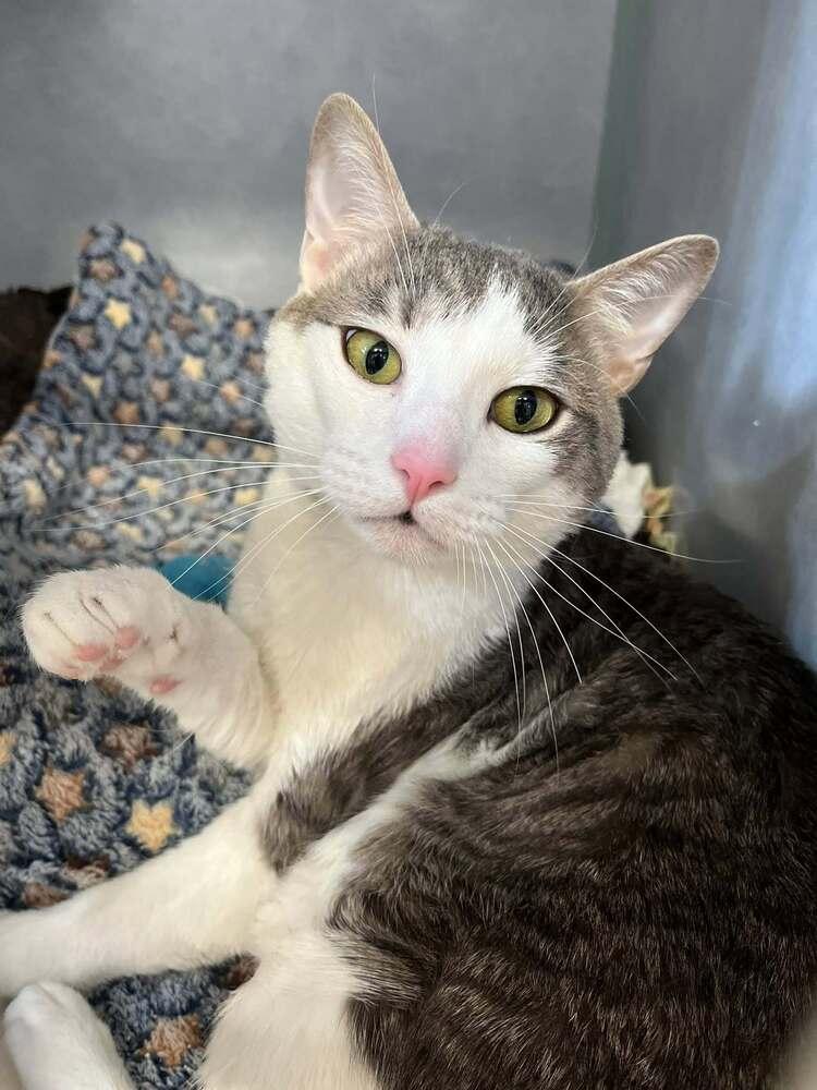 Frosted Sprinkle Cookie, Adoptable, Young Male Domestic Short Hair.