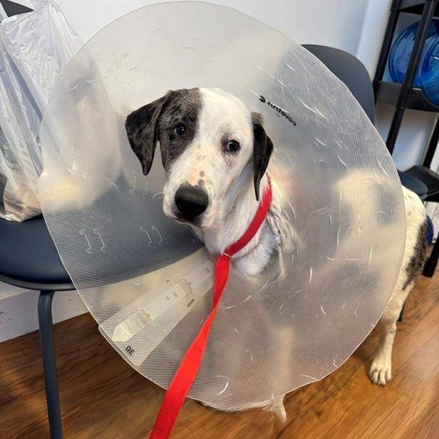 Cleo, Adoptable, Young Female Mixed Breed & Hound.