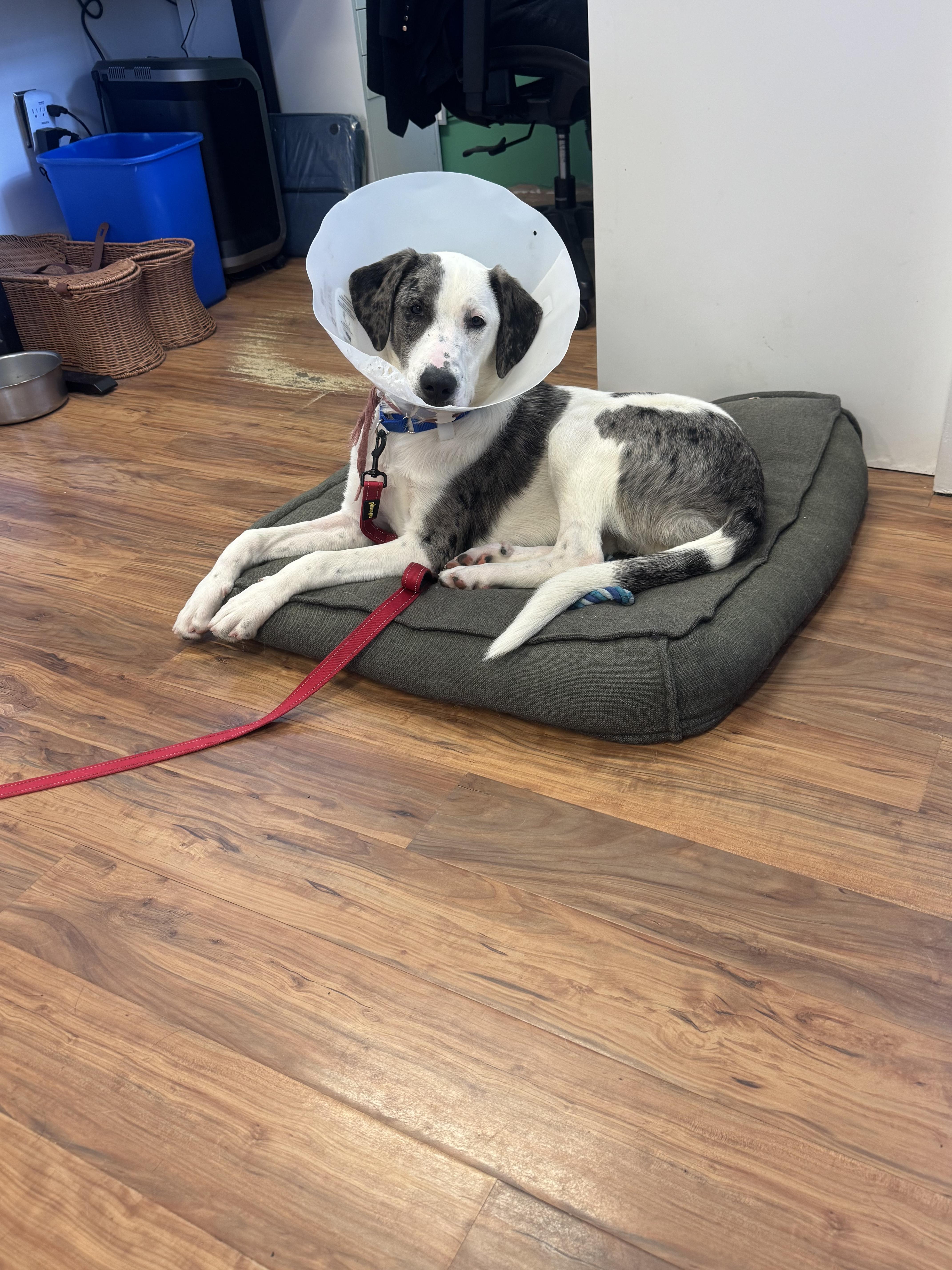 Enlarge Cleo, a Adoptable mixed breed in Grass Valley, CA image 2/5