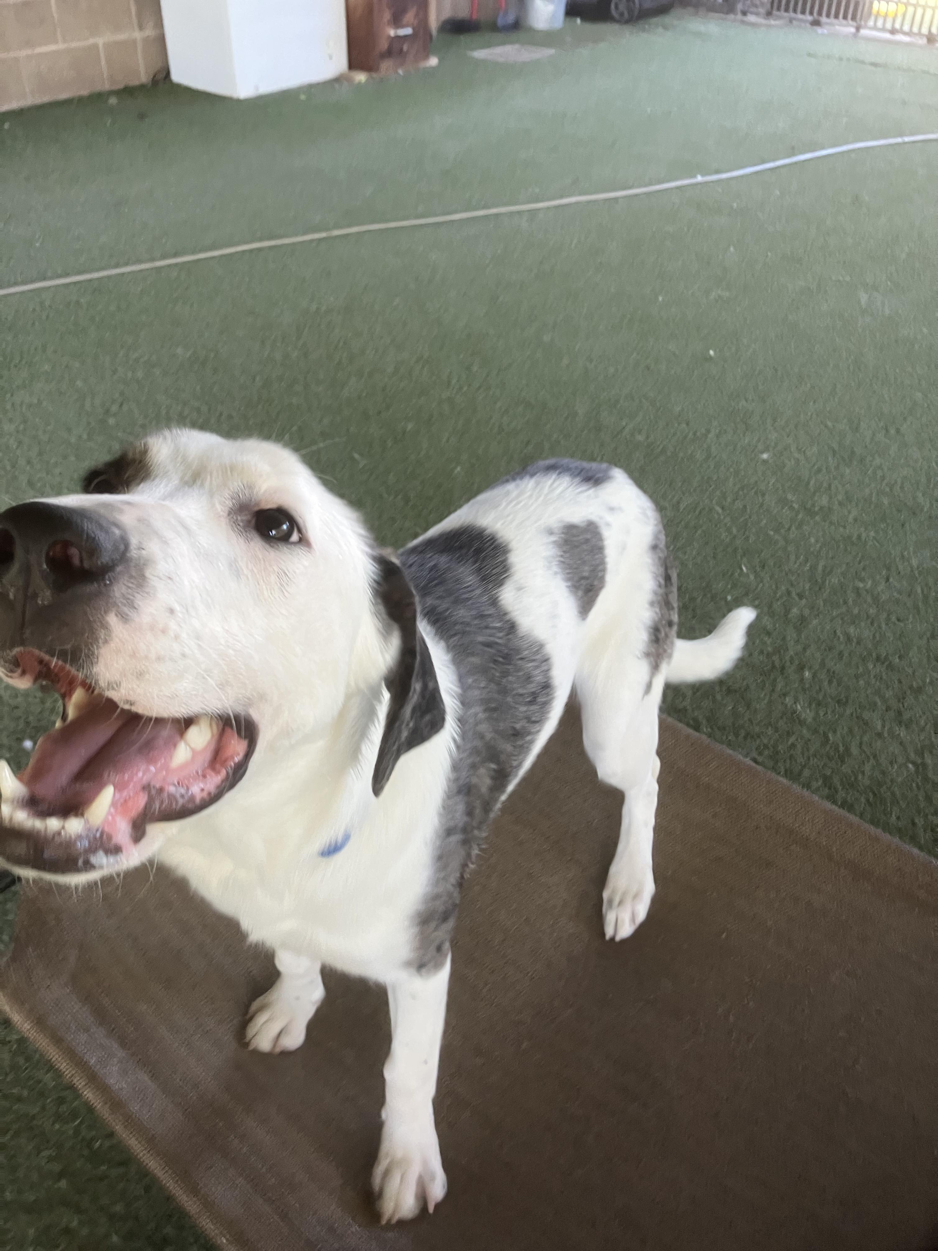 Enlarge Cleo, a Adopted mixed breed in Grass Valley, CA image 3/5
