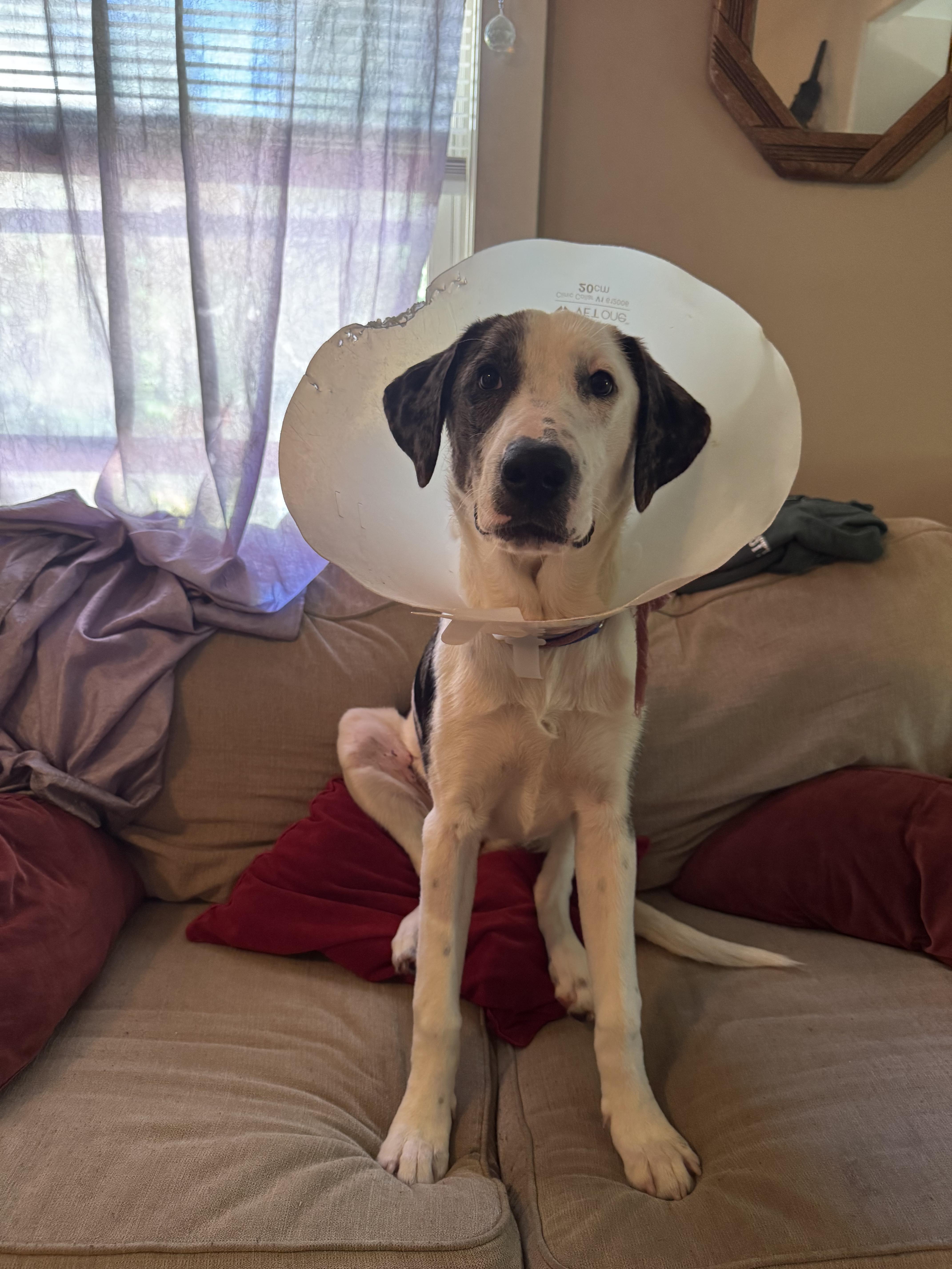 Enlarge Cleo, a Adoptable mixed breed in Grass Valley, CA image 4/5