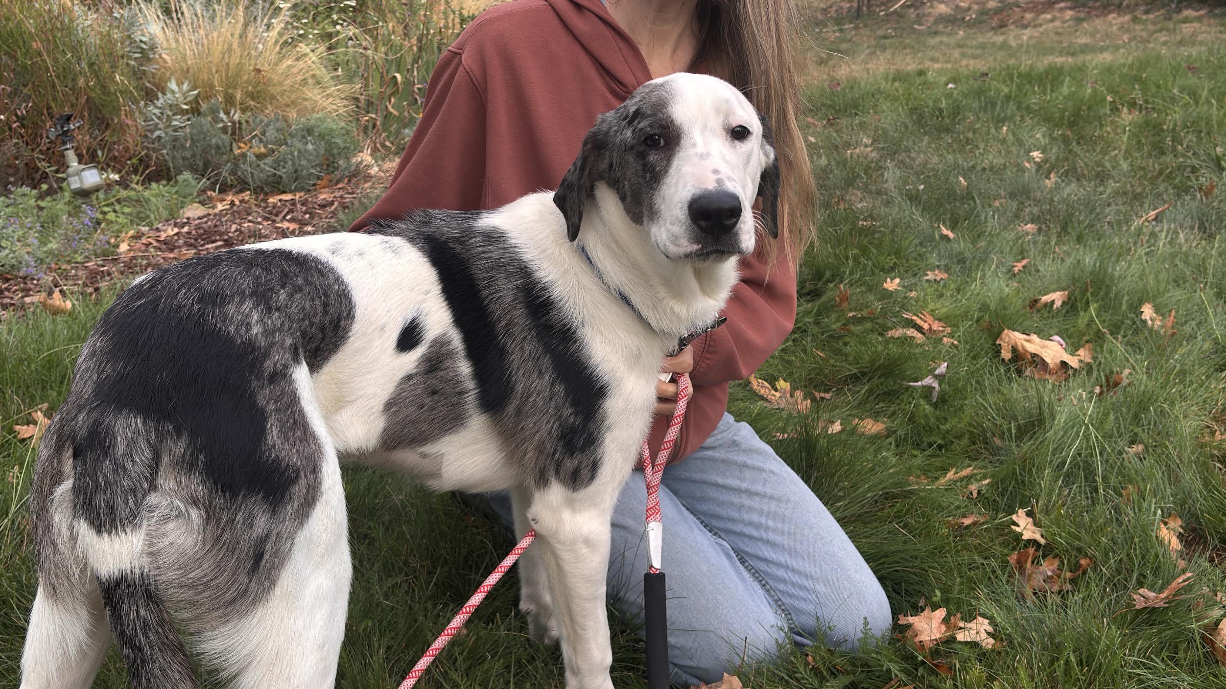 Enlarge Cleo, a Adopted mixed breed in Grass Valley, CA image 4/5