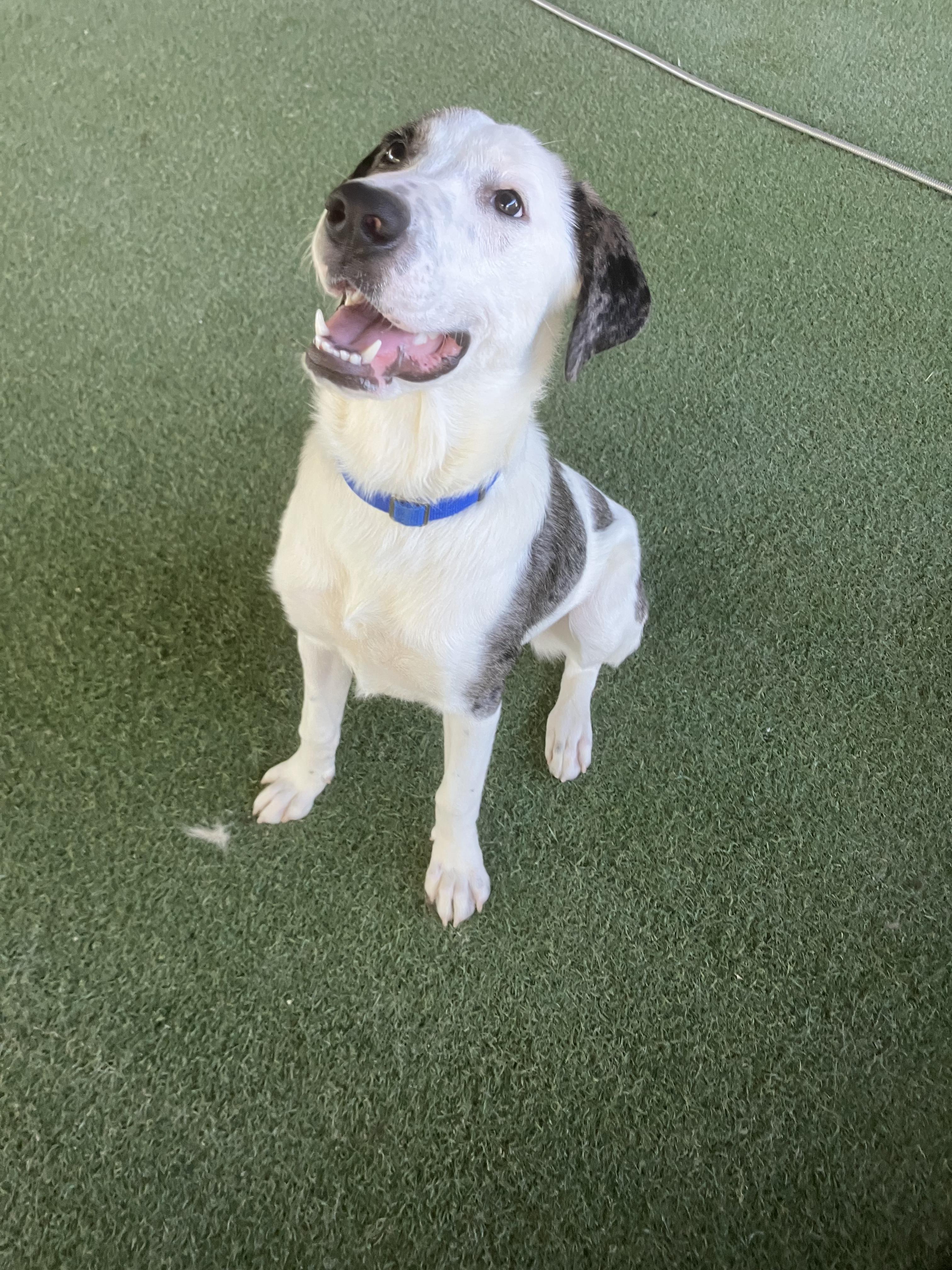 Enlarge Cleo, a Adopted mixed breed in Grass Valley, CA image 2/5