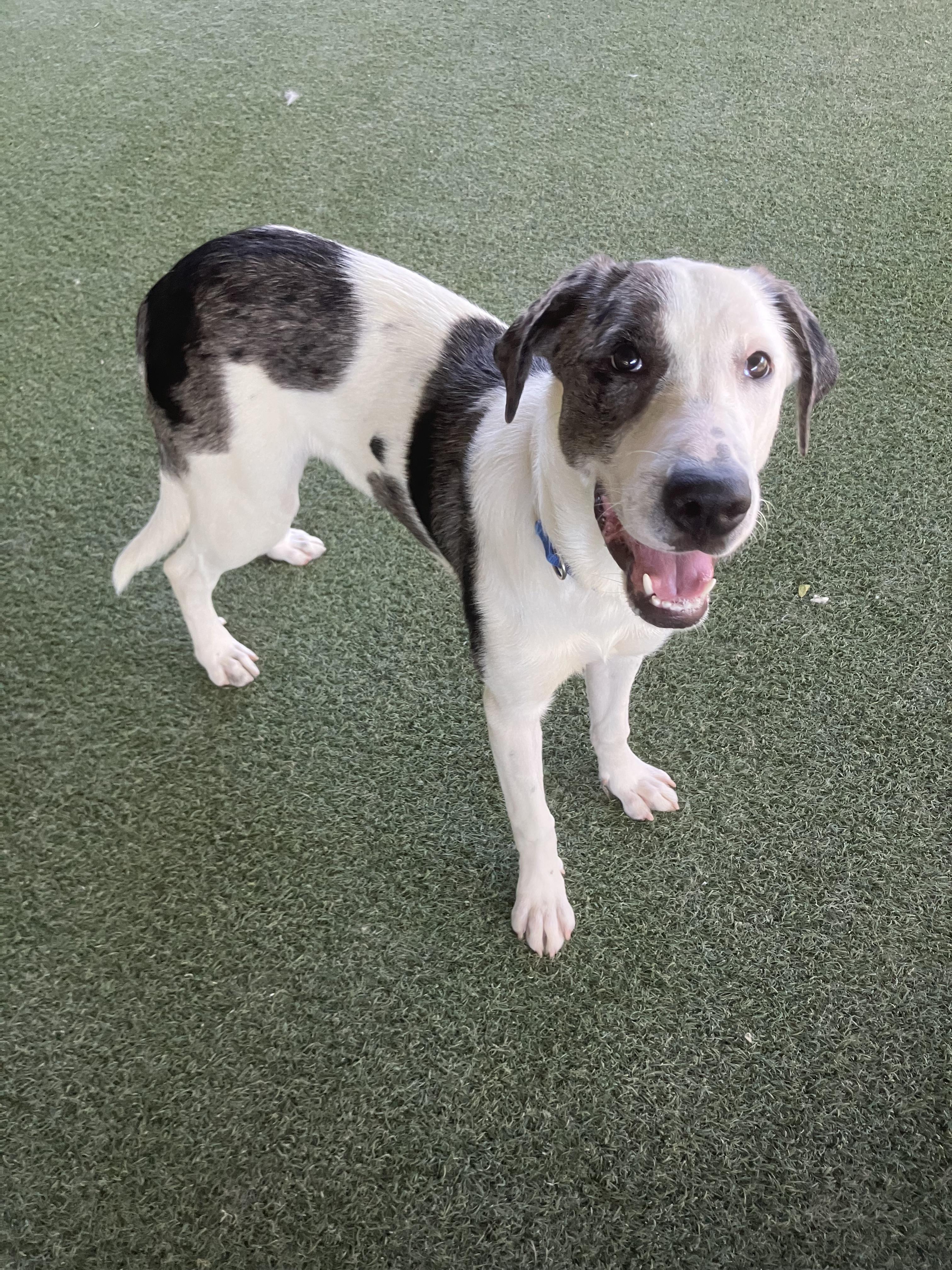 Cleo, Adopted, Young Female Mixed Breed & Hound.