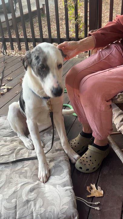 Enlarge Cleo, a Adopted mixed breed in Grass Valley, CA video 5/5
