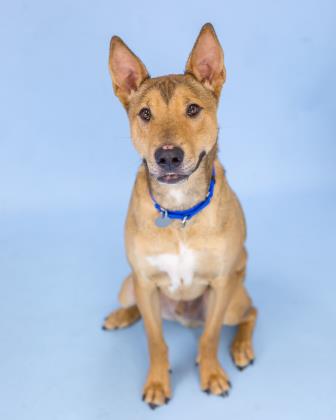 Bobby, a Adoptable mixed breed in Woodinville, WA image 1/3
