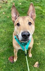 Bobby, a Adoptable mixed breed in Woodinville, WA image 2/3