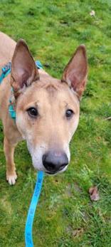 Bobby, a Adoptable mixed breed in Woodinville, WA image 3/3