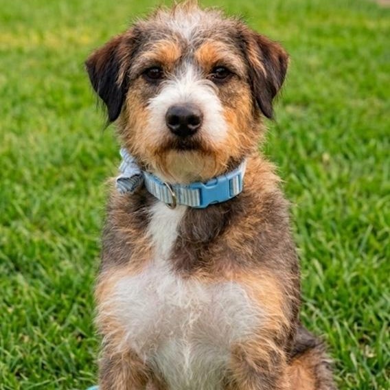 Enlarge Thelma, an adoptable mixed breed in Toledo, OH image 2/5