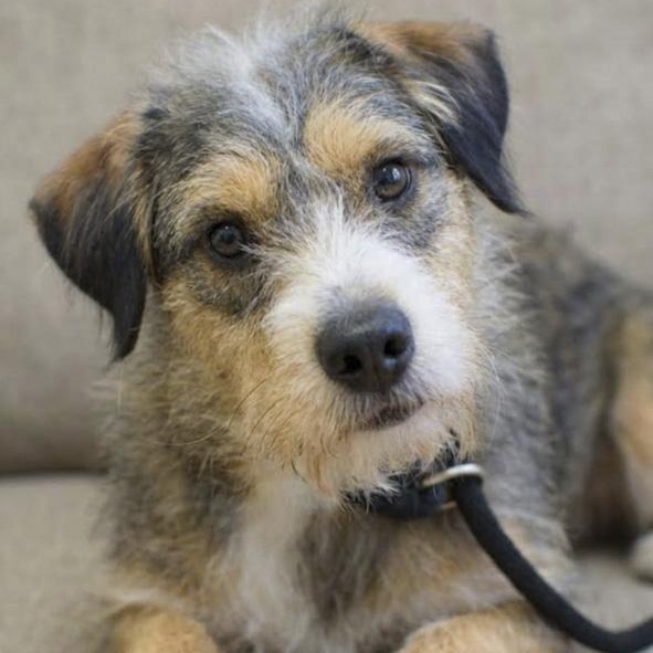 Enlarge Thelma, an adoptable mixed breed in Toledo, OH image 5/5