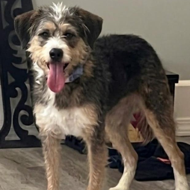 Enlarge Thelma, an adoptable mixed breed in Toledo, OH image 4/5
