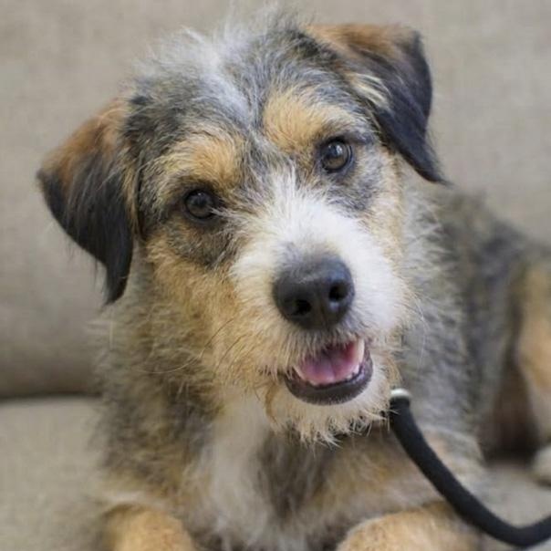 Thelma, adoptable, Adult Female Terrier.