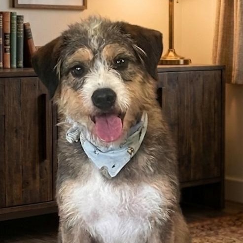 Enlarge Thelma, an adoptable mixed breed in Toledo, OH image 3/5