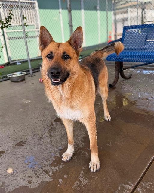 BAYMAX, Adoptable, Adult Male German Shepherd Dog.