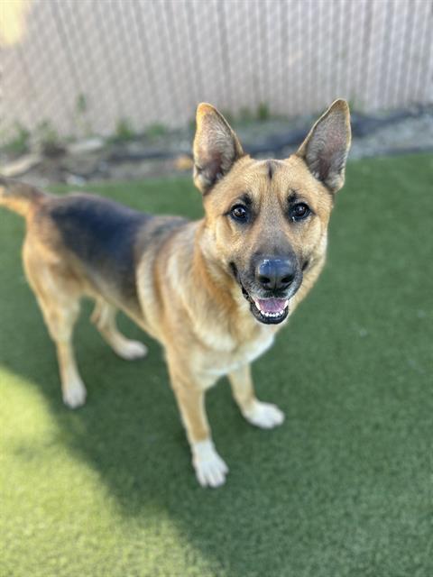 Enlarge BAYMAX, a Adoptable German Shepherd Dog in Chula Vista, CA image 1/1