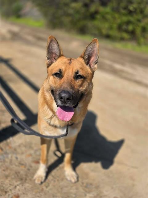 Enlarge BAYMAX, a Adoptable German Shepherd Dog in Chula Vista, CA image 1/1