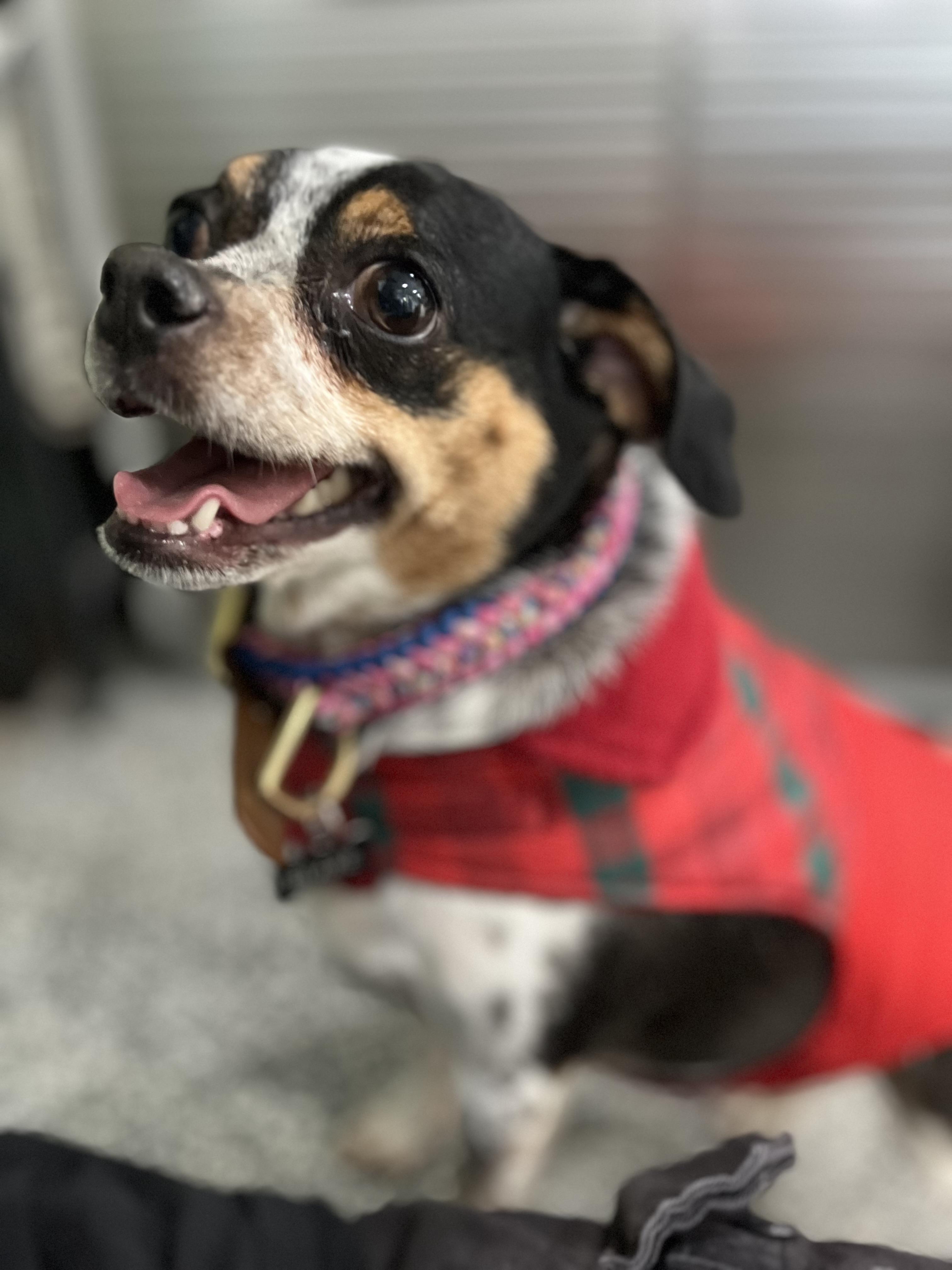 Enlarge Blake Bella-Donna, an adopted mixed breed in Blackstone, MA image 2/5