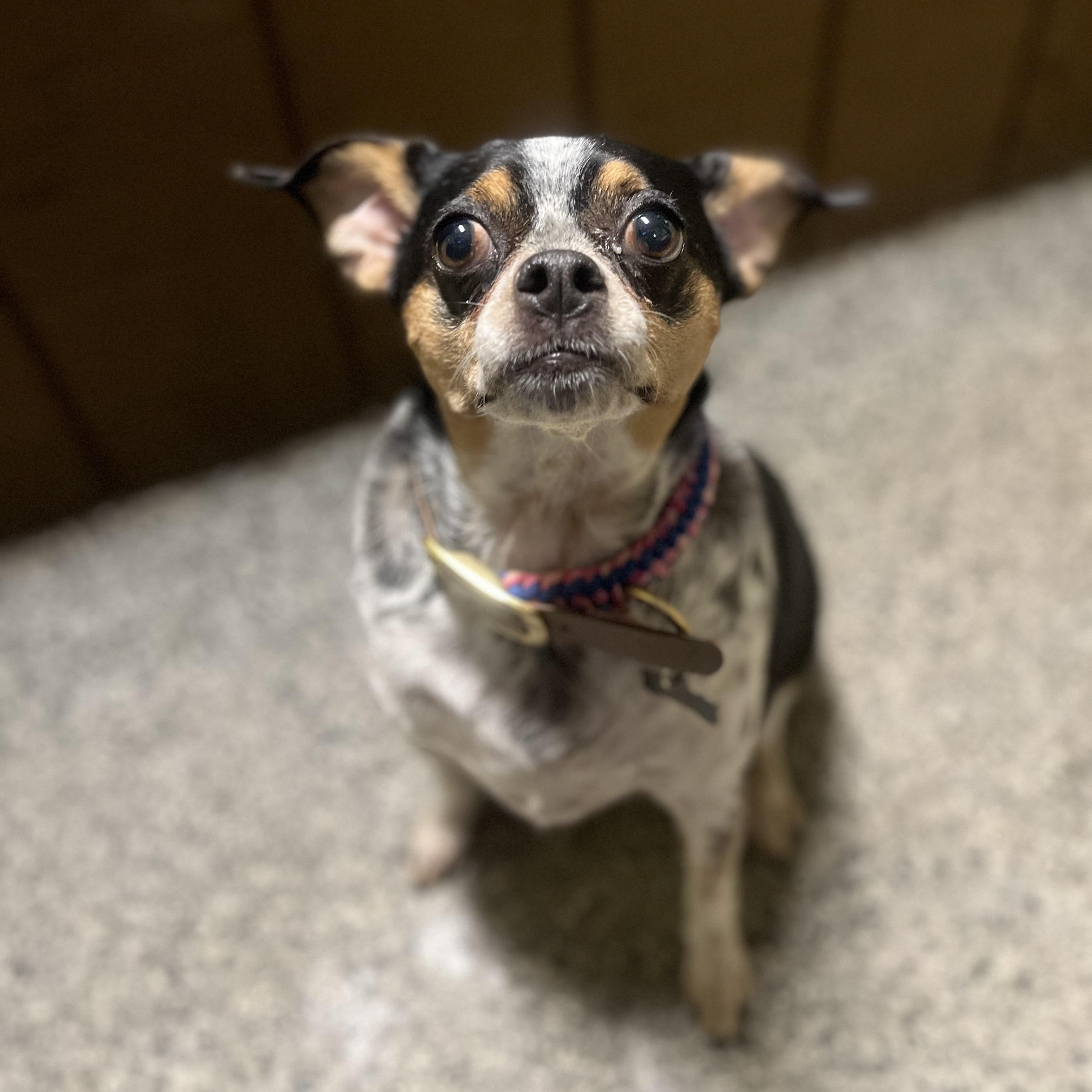 Enlarge Blake Bella-Donna, an adopted mixed breed in Blackstone, MA image 4/5