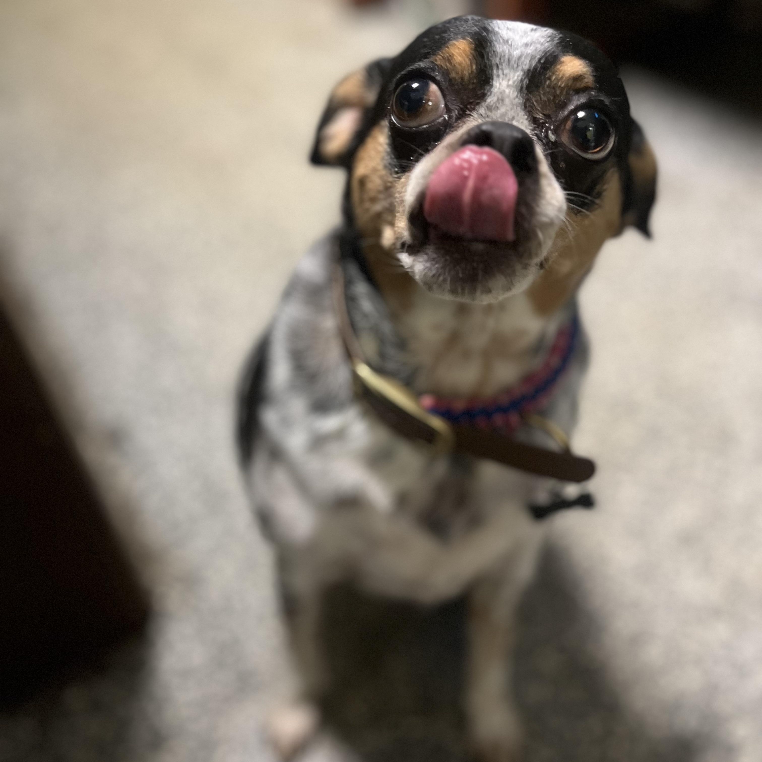 Enlarge Blake Bella-Donna, an adopted mixed breed in Blackstone, MA image 1/5