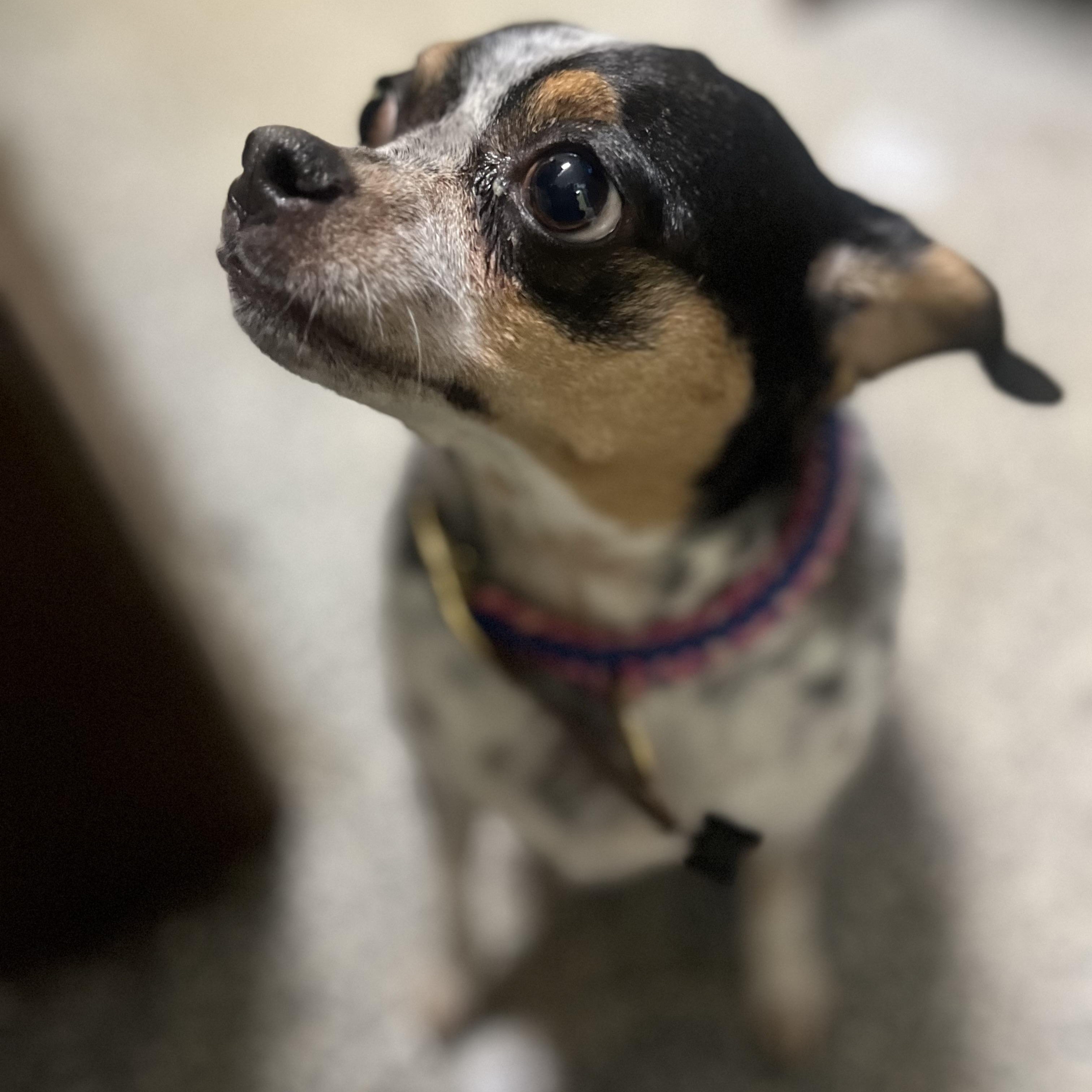 Enlarge Blake Bella-Donna, an adopted mixed breed in Blackstone, MA image 5/5