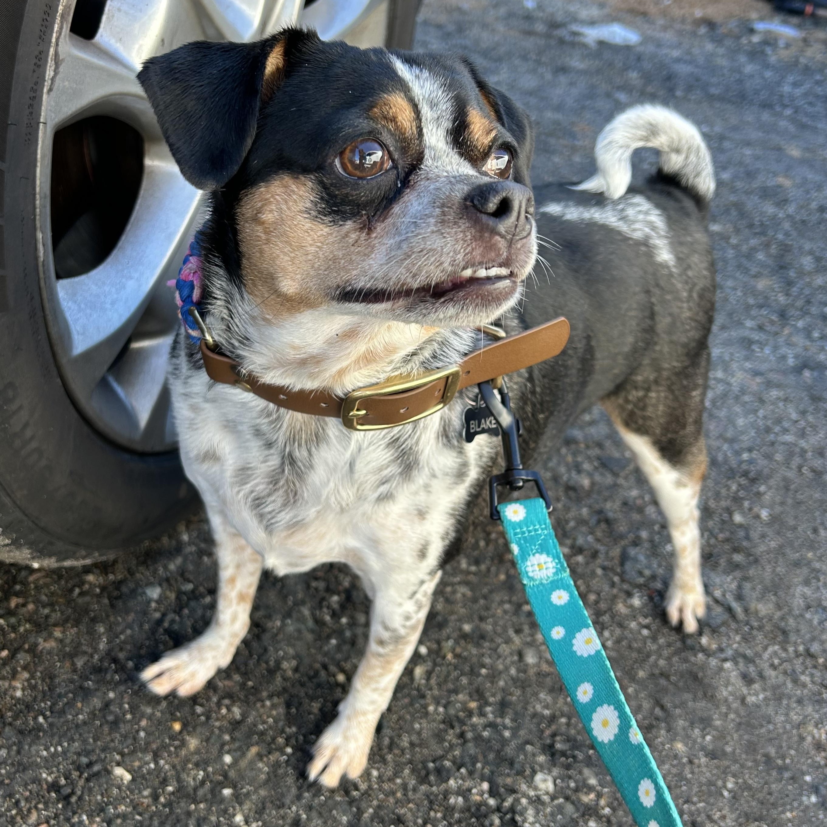 Enlarge Blake Bella-Donna, an adopted mixed breed in Blackstone, MA image 3/5