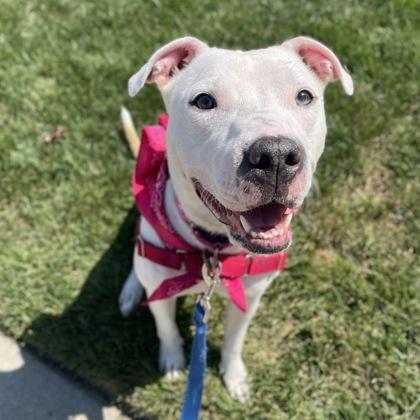 Sugar Cookie, Adoptable, Young Female Mixed Breed & Mixed Breed.