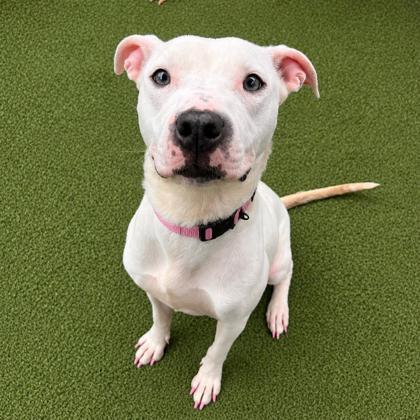 Enlarge Sugar Cookie, a Adoptable mixed breed in Merriam, KS image 2/3