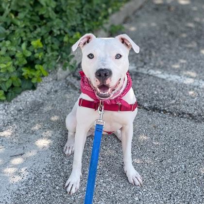 Enlarge Sugar Cookie, a Adoptable mixed breed in Merriam, KS image 3/3