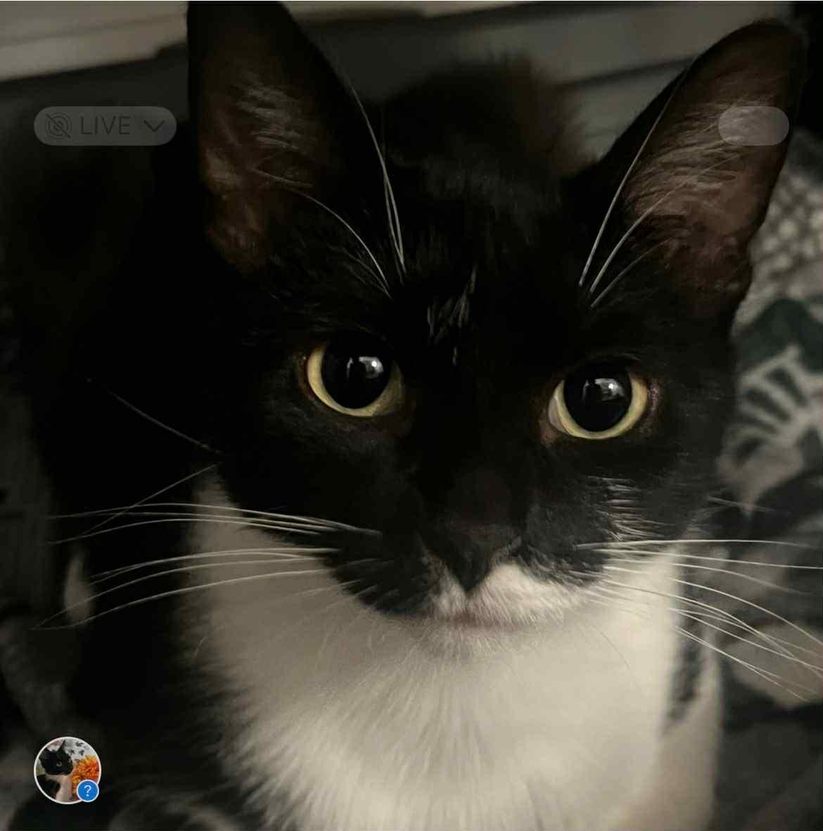 Marlo @ Livonia PetSmart